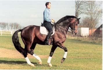 Blue Hors Romancier, rytter Lars Pedersen