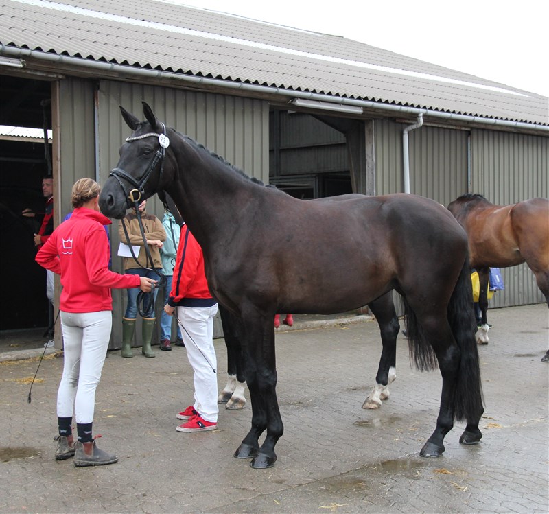 Tasandra fra kåring 2015