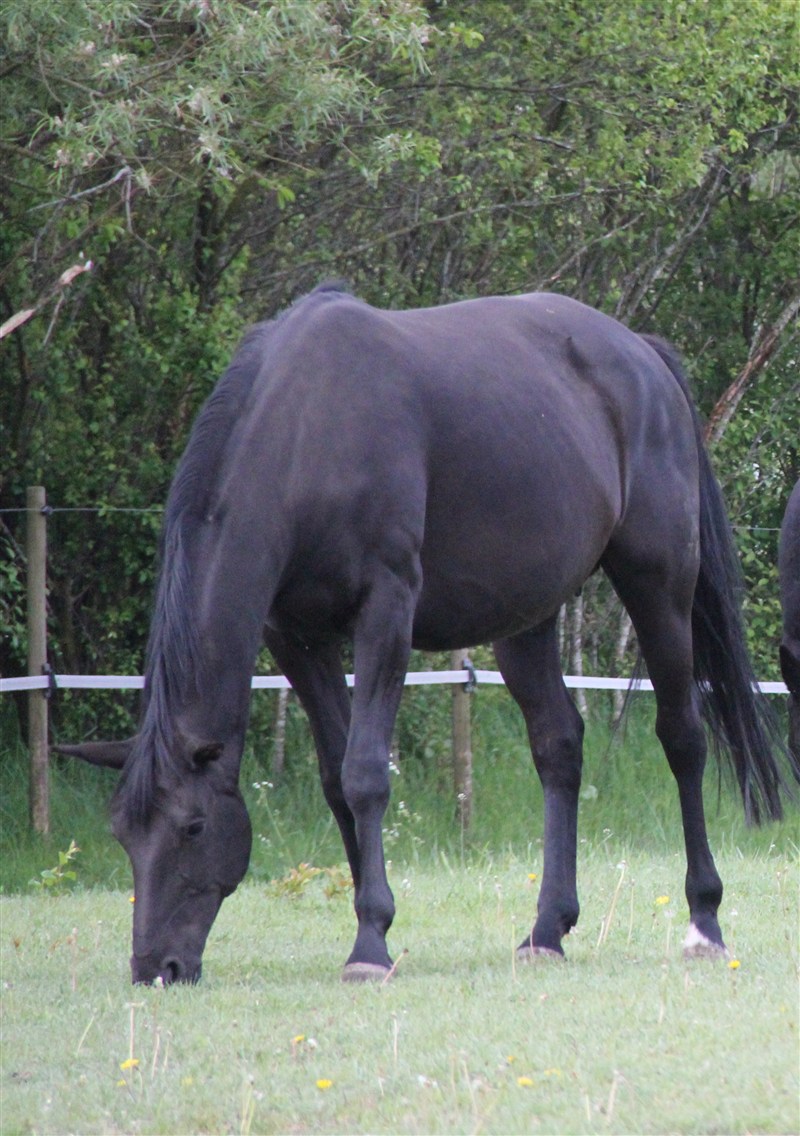 Diandra 2011