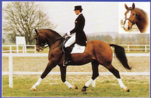 Blue Hors Agent