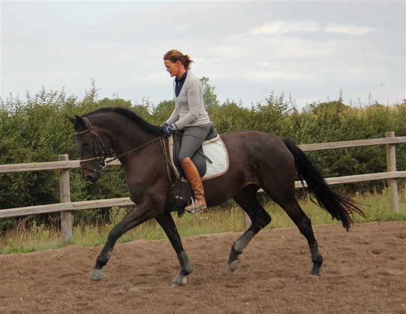 Sheba og Lotte Straarup 2014