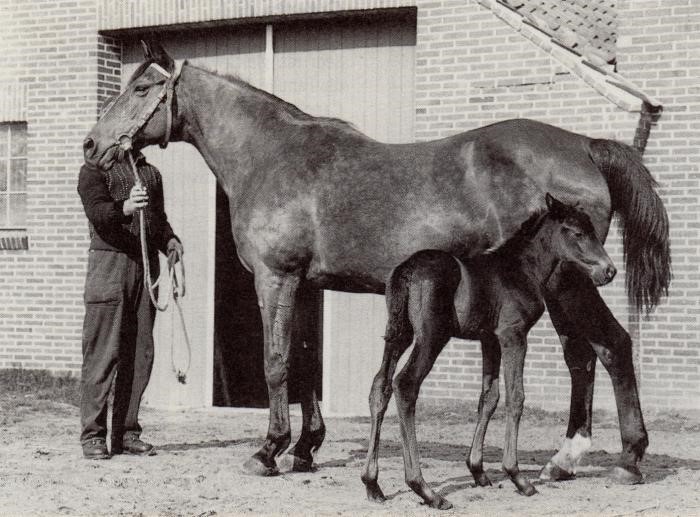 Hoppen Schwindlerin, der har lagt navn til hoppestammen
Trakehner f:1940 efter Alibaba / Paradox xx
Stammen kan føres tilbage til 1922