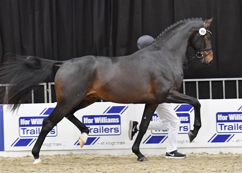 Blue Hors Emilio
