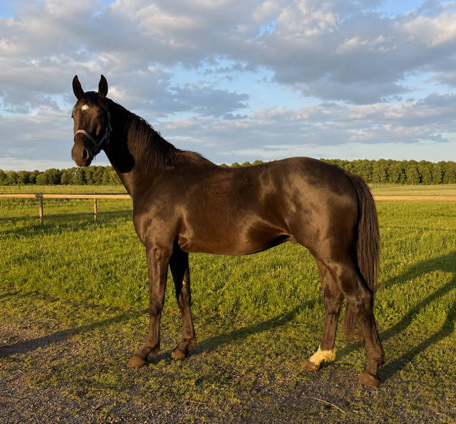 Kairo 06/2026 - Fra 19/5-25 til nu har Kairo øget sin vægt betydelig, vokser stadig da han blev sat meget tilbage under opholdet hos Vallentin Dressage...