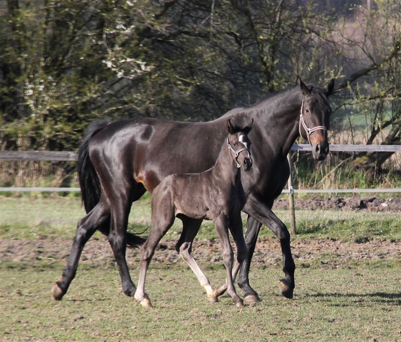 Fernando og Sheba april 2021