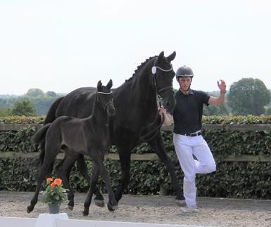 Kia fra Blue Hors Følchampionatet